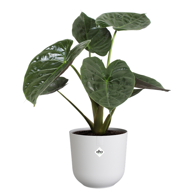 jazz rond 26cm blanc soie